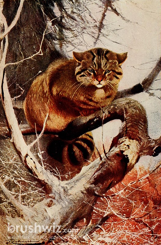 European Wildcat by Friedrich Wilhelm Kuhnert Oil Painting